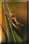 grasshopper.jpg (99915 bytes)
